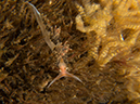 %_tempFileName2013-09-14_3_Anacapa_Island_Winfield_Scott_Peace_Boat-44%