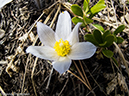%_tempFileName2014-04-20_01_RMNP_Gem_Lake_Trail-20%