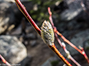 %_tempFileName2014-04-20_01_RMNP_Gem_Lake_Trail-5%
