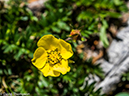 %_tempFileName2014-06-29_01_RMNP_Blue_Lake-6291391%