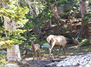 %_tempFileName2014-06-30_01_RMNP_Emerald_Lake-6301466%