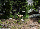 %_tempFileName2014-07-02_01_RMNP_Lawn_Lake_Backpack-7021500%