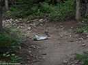 %_tempFileName2014-08-09_01_RMNP_Bluebird_Lake-8091358%