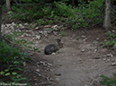 %_tempFileName2014-08-09_01_RMNP_Bluebird_Lake-8091359%