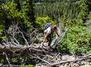 %_tempFileName2014-08-13_01_RMNP_Joe_Mills_Mountain_Hike-8131411%