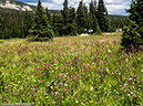 %_tempFileName2014-08-15_01_Indian_Peaks_Wilderness_Niwot_Ridge-8151476%