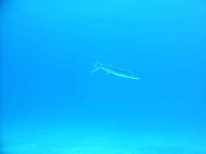 PICT0766