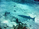 PICT0777