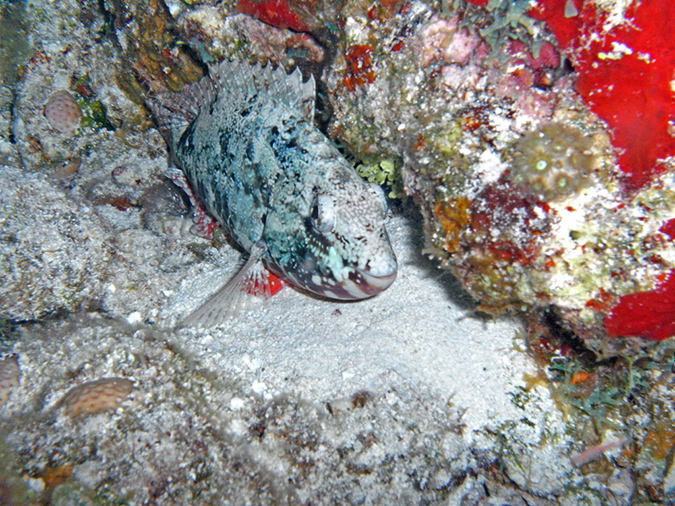 PICT0530 a