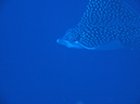 PICT0550 a