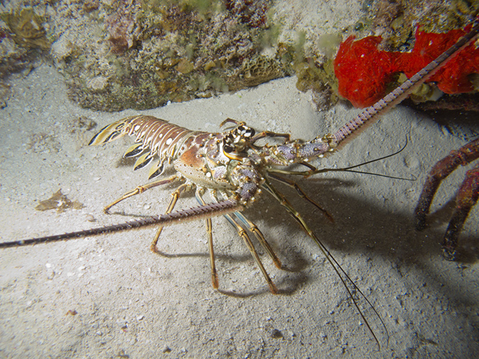 2011-12-05 Paradise Reef (10)