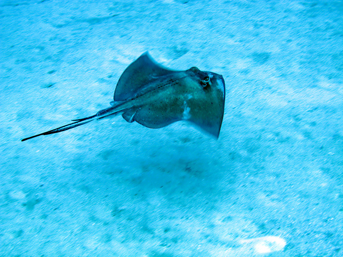 2011-12-06 Punta Sur Reef - Catherdal (3)