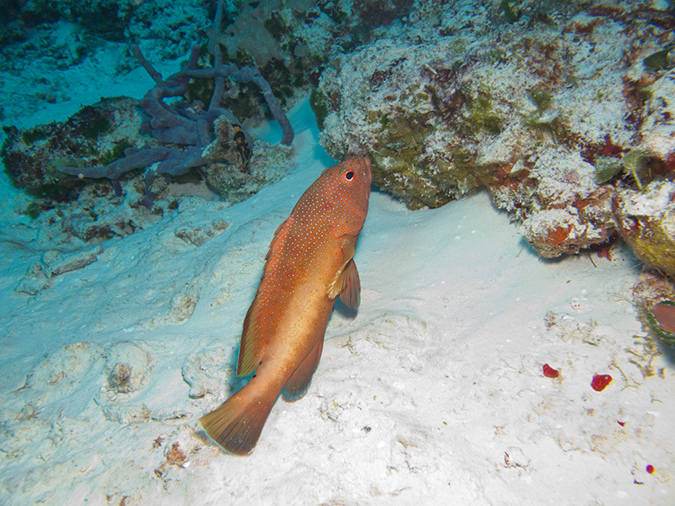 2011-12-06 Yucab Reef (1)