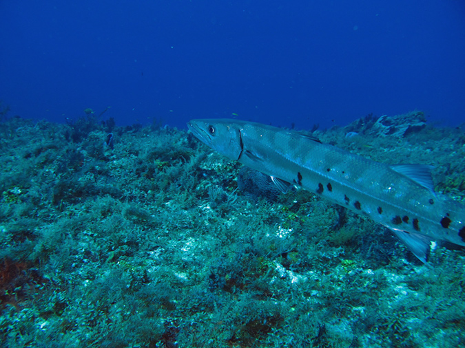 2011-12-07 Punta Tunish Wall (3)