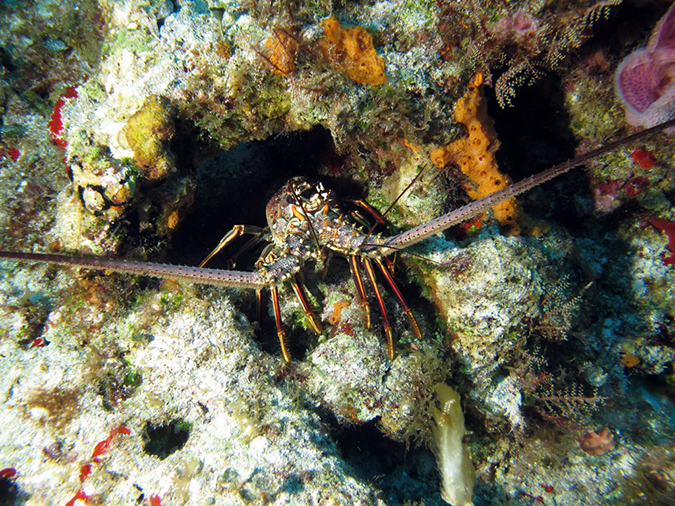 2011-12-06 Paso cel Cedral Reef (16)