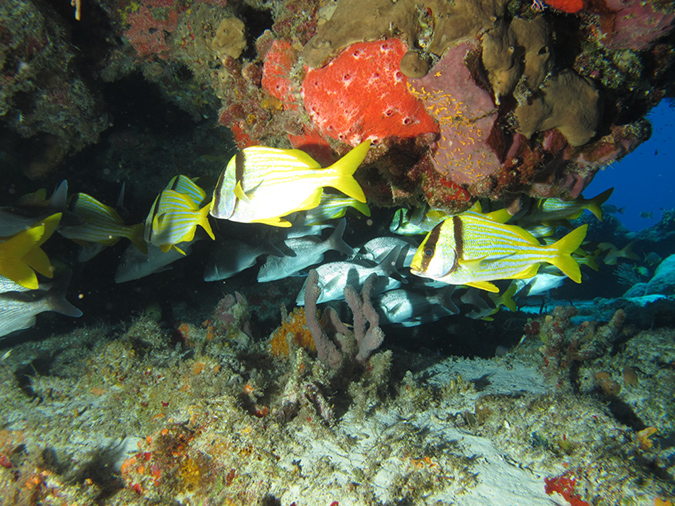 2011-12-06 Paso cel Cedral Reef (4)