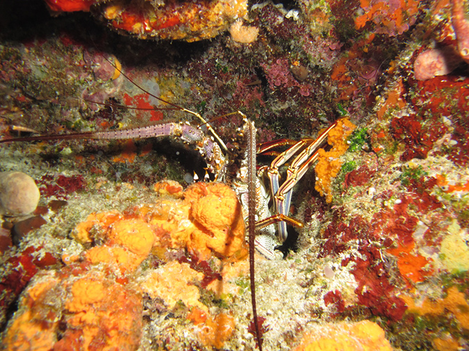 2011-12-05 Paso del Cedral Reef (1)