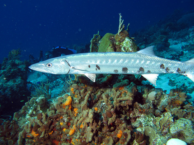 2011-12-06 Paso cel Cedral Reef (15)