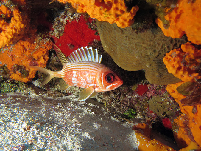 2011-12-04 Tormentos Reef (9)