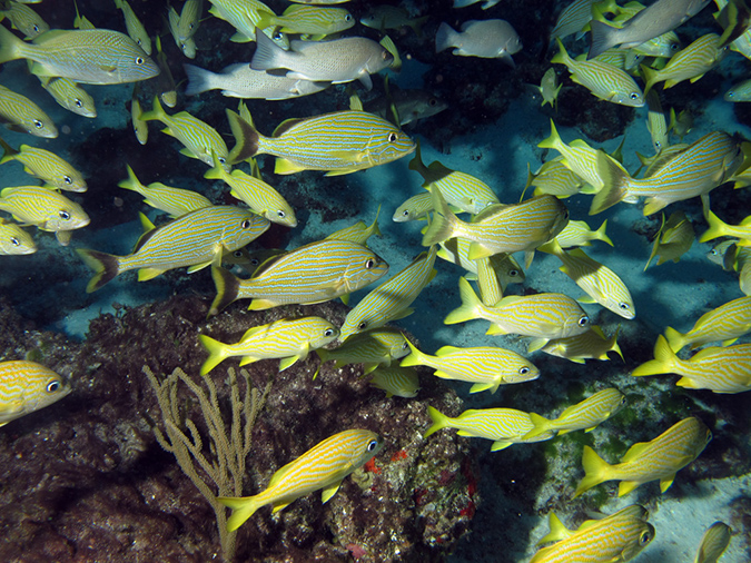 2011-12-03 Paradise Reef (7)