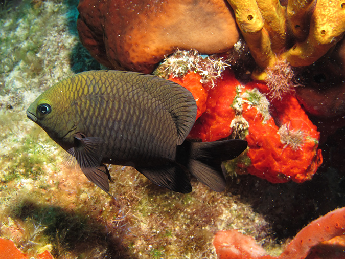 2011-12-07 Chanknaab Reef (9)