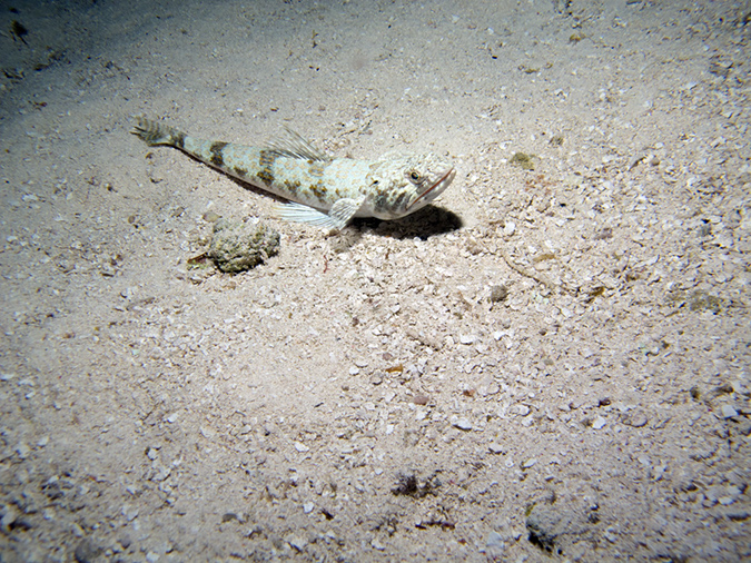 2011-12-05 Paradise Reef (8)