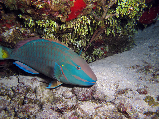 2011-12-05 Paradise Reef (6)