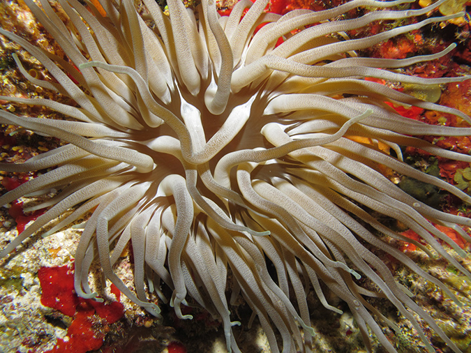 2011-12-06 Yucab Reef (9)