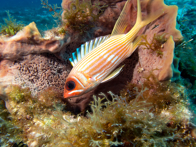 2011-12-05 Paso del Cedral Reef (3)