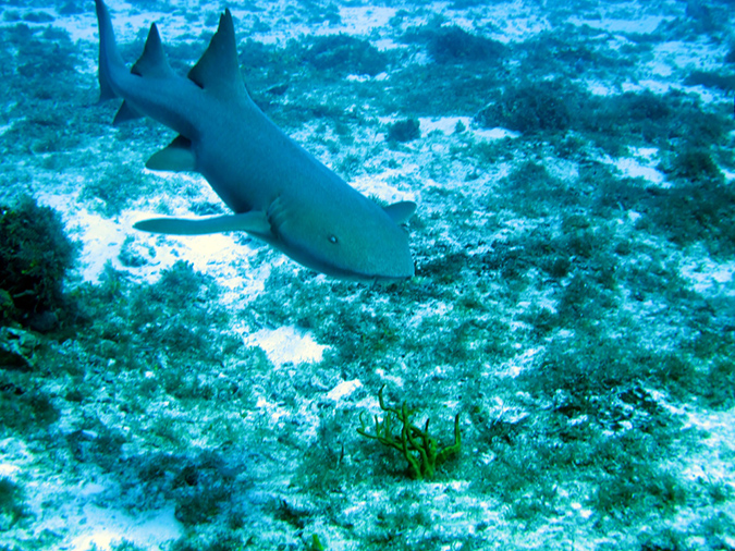 2011-12-06 Paso cel Cedral Reef (6)
