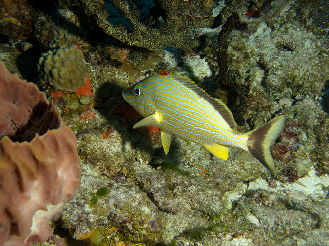 2011-12-03 Paradise Reef (4)