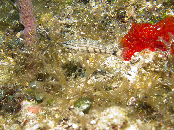 2011-12-07 Chanknaab Reef (4)