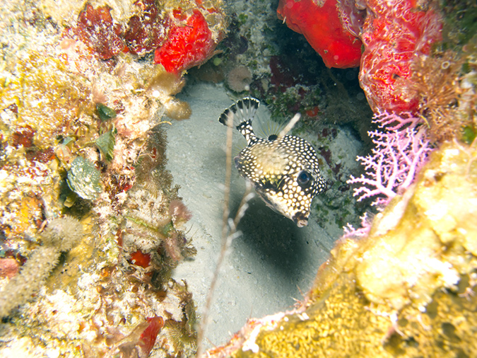 2011-12-06 Yucab Reef (6)