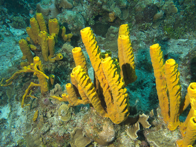 2011-12-04 Planacar Gardens (7)