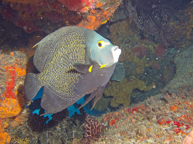 2011-12-04 Tormentos Reef (5)