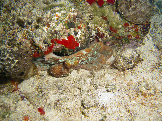 2011-12-05 Paradise Reef (2)