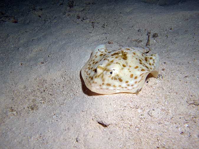 2011-12-05 Paradise Reef (13)