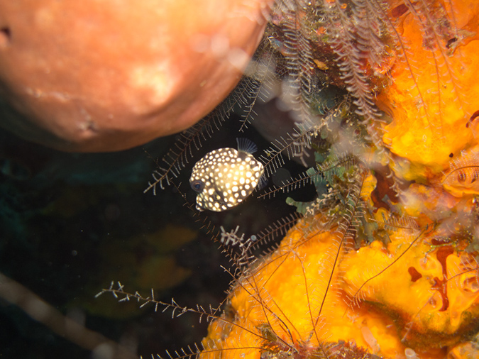 2011-12-06 Yucab Reef (4)