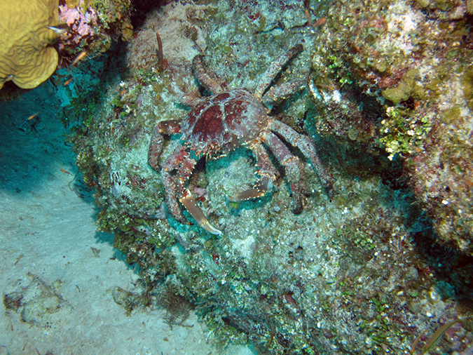 2011-12-07 Chanknaab Reef (15)