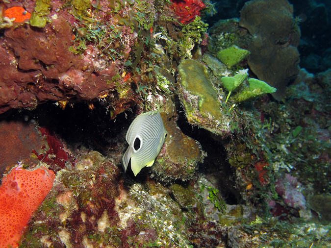 2011-12-07 Chanknaab Reef (5)
