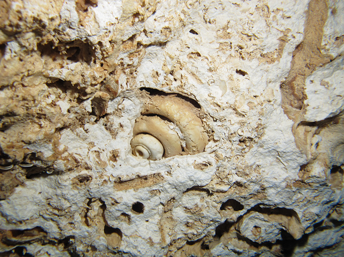 2011-12-08 Cenote Chac-Mool (10)