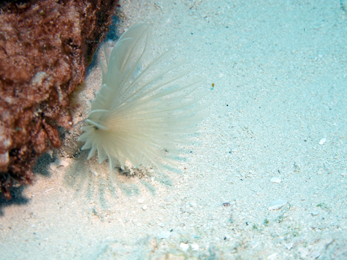 2011-12-04 Tormentos Reef (4)