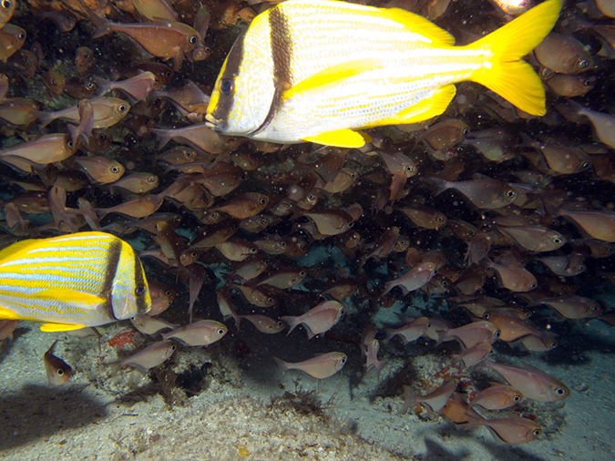 2011-12-07 Punta Tunish Wall (2)