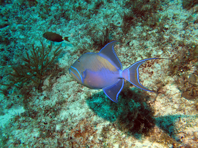 2011-12-05 Paso del Cedral Reef (7)