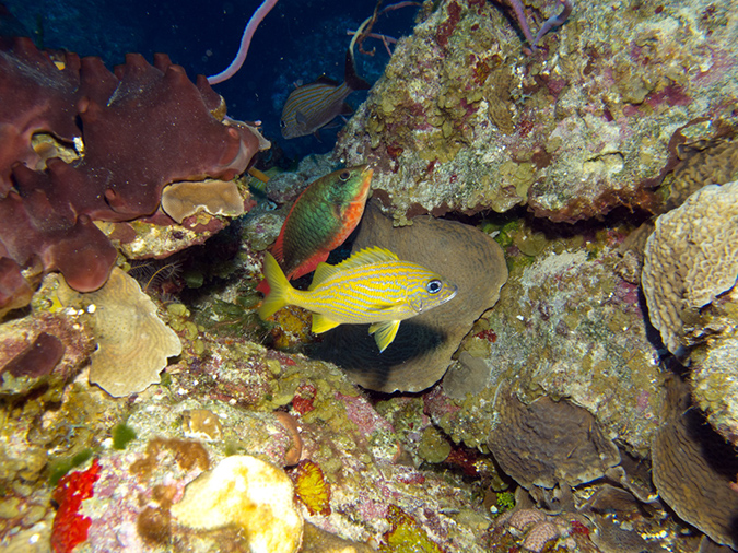 2011-12-07 Palancar Caves (4)