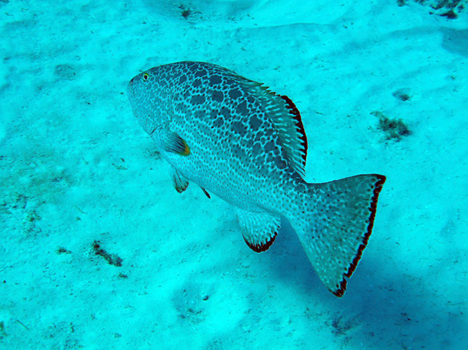 2011-12-05 Paso del Cedral Reef (5)