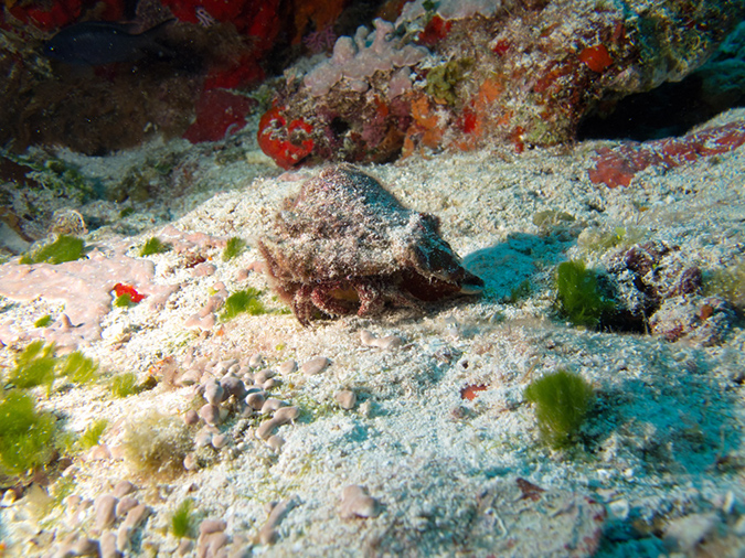 2011-12-04 Tormentos Reef (8)