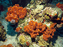 2011-12-07 Chanknaab Reef (7)