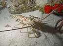 2011-12-05 Paradise Reef (10)