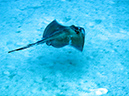 2011-12-06 Punta Sur Reef - Catherdal (3)